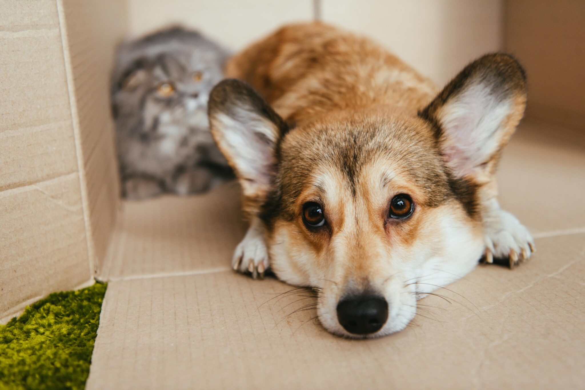 Moving with Pets