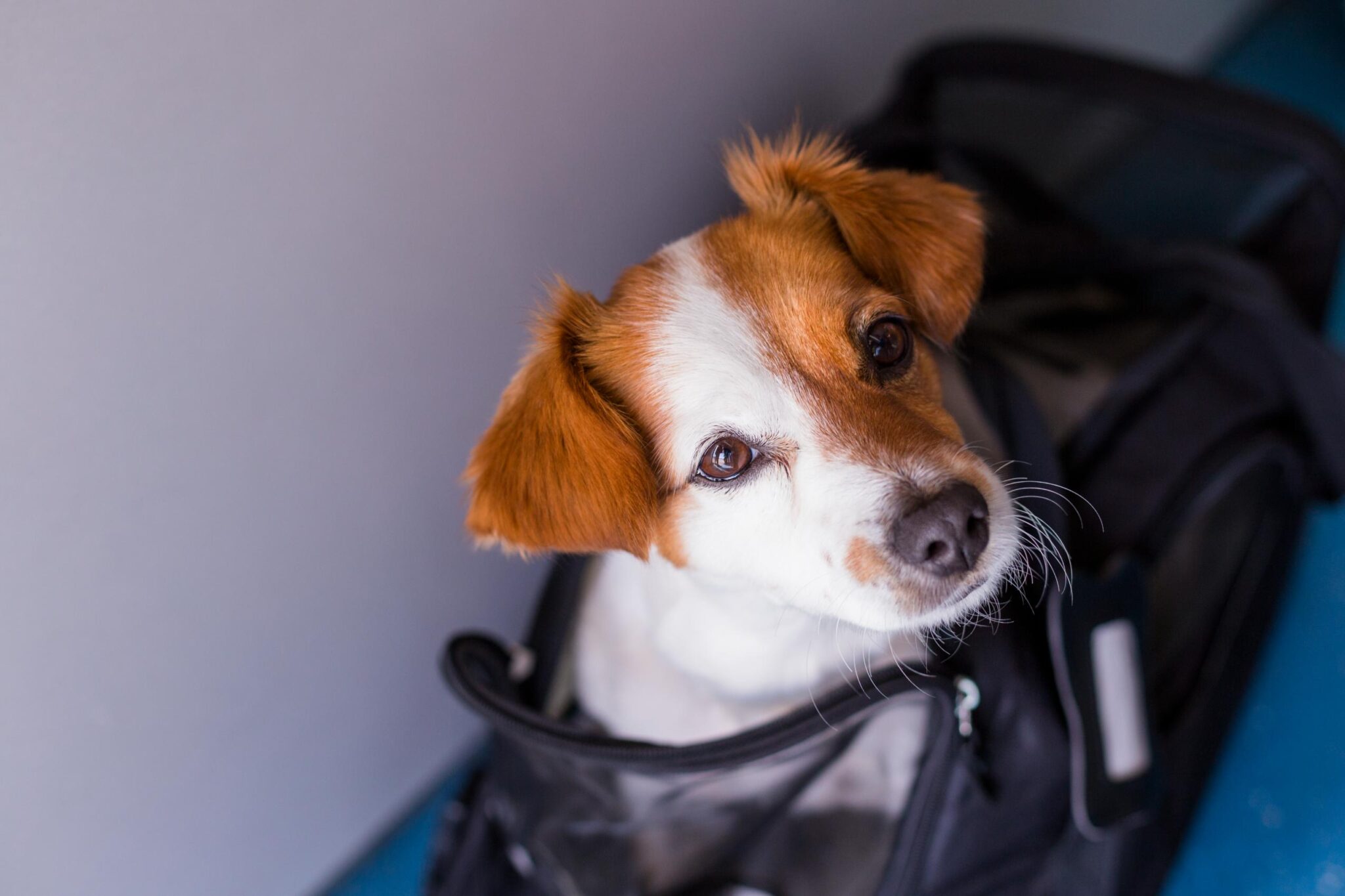 Pack a Pet Essentials Bag
