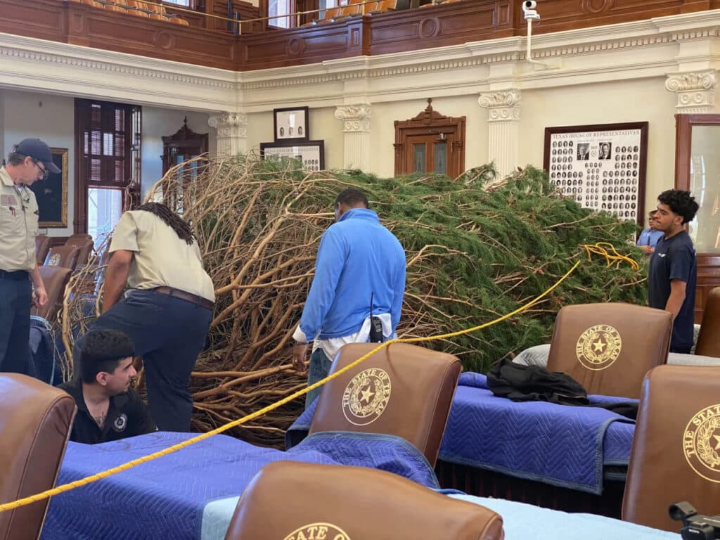 Texas movers moving a Christmas tree.